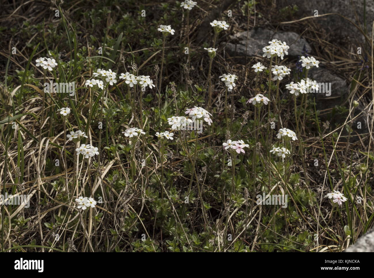 Ciliate Rock-Jasmine, Androsace chamaejasme, in flower on limestone in the Swiss Alps. Stock Photo