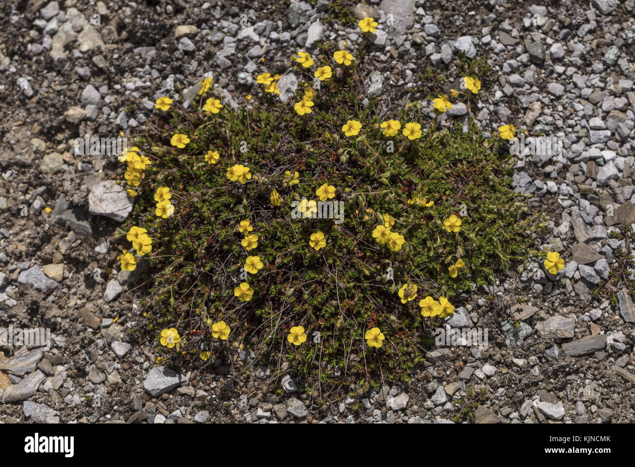 Alpine Rockrose, Helianthemum alpestre, in flower high in the Swiss Alps. Stock Photo