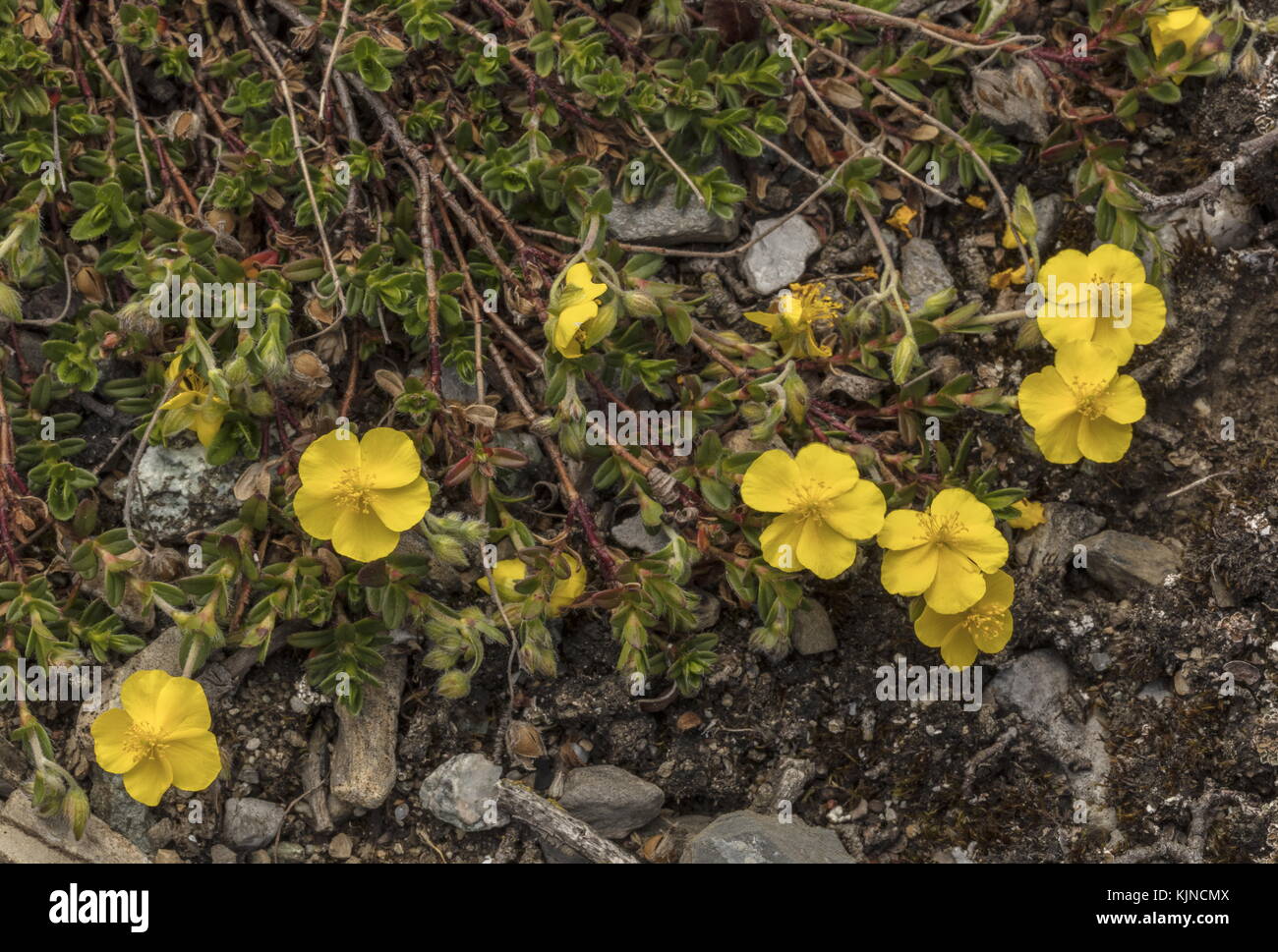 Alpine Rockrose, Helianthemum alpestre, in flower high in the Swiss Alps. Stock Photo