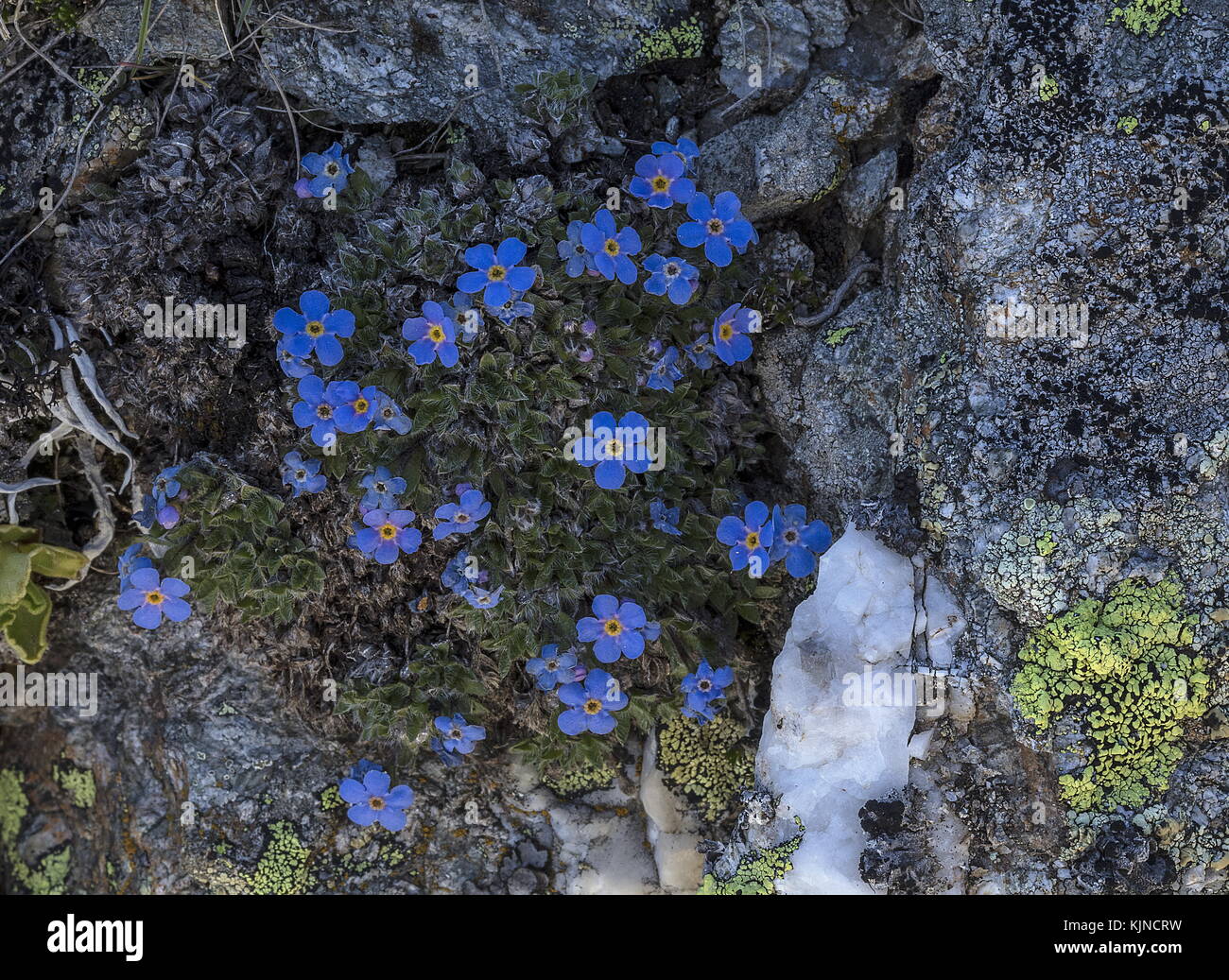 King of the Alps, Eritrichium nanum, in flower at high altitude in the Swiss Alps. Stock Photo