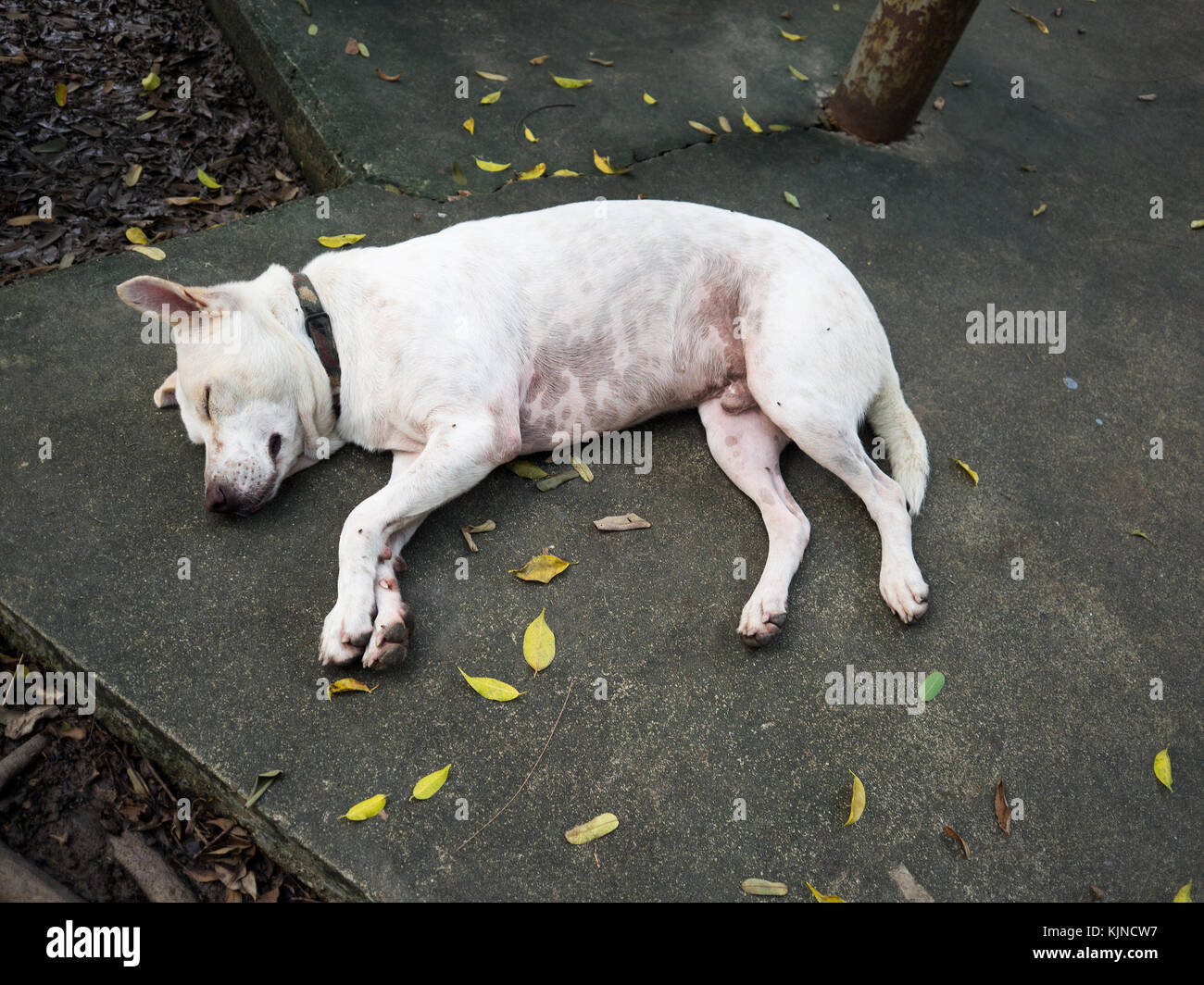 Should My Dog Sleep With His Collar On at Gregory Rodgers blog