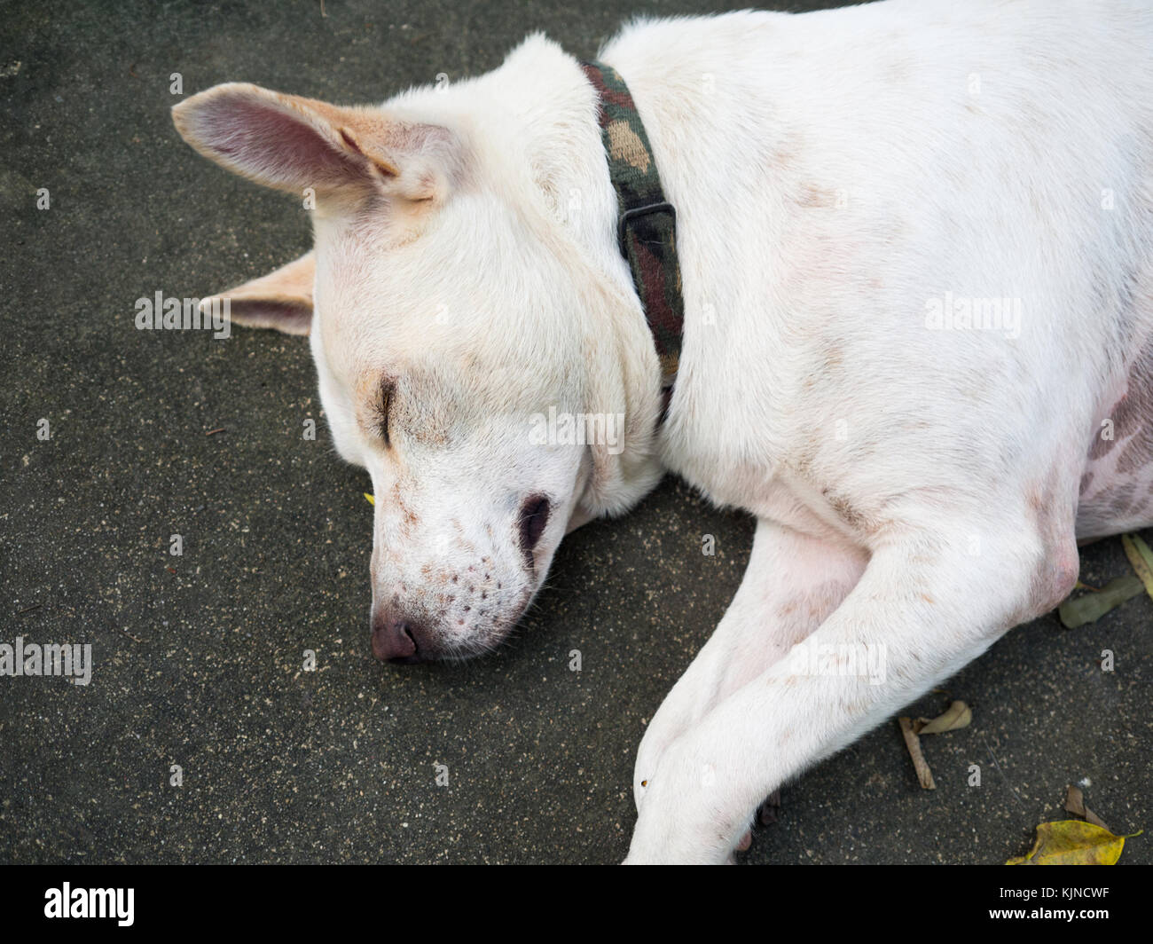 Can Dogs Sleep With Collars On