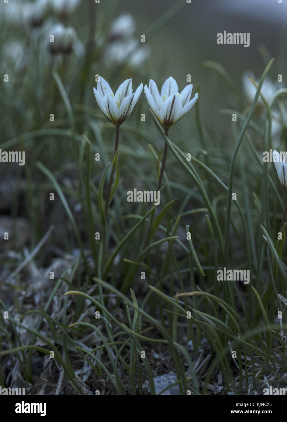Snowdon lily, Gagea serotina,  in flower in the high Swiss Alps. Stock Photo