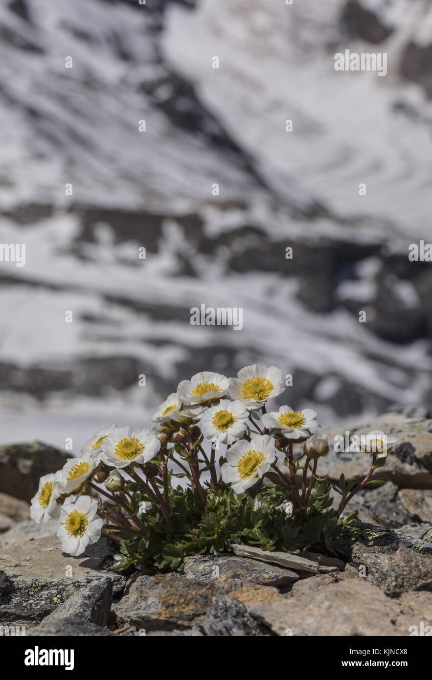 Glacier crowfoot, Ranunculus glacialis, at high altitude in the Swiss Alps, at 3000m. Stock Photo