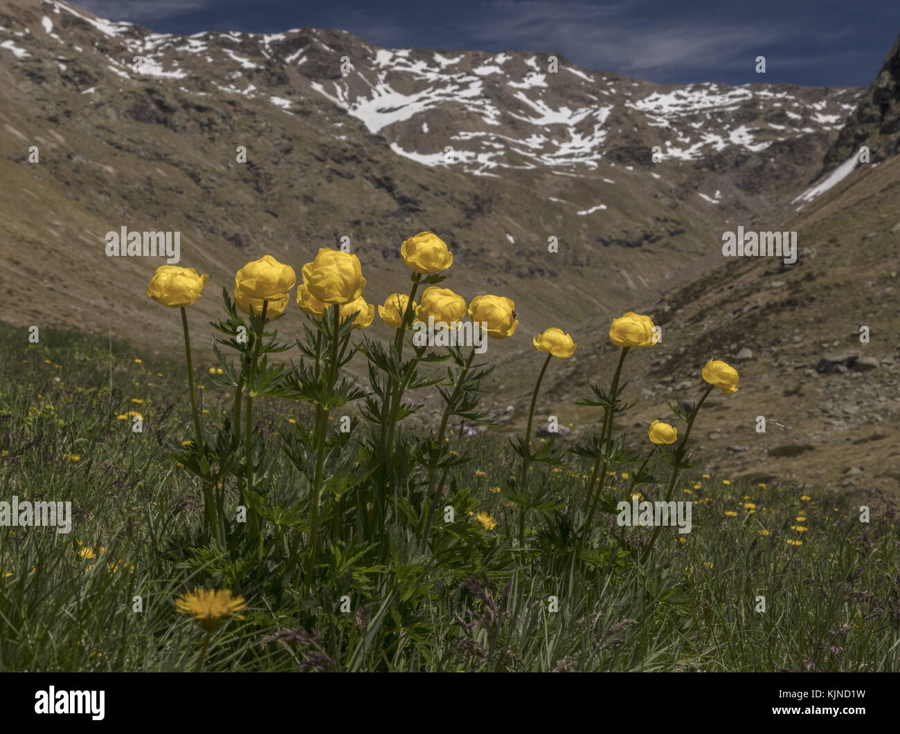 Globeflower, Trollius europaeus, clump in flower high in the Swiss Alps. Stock Photo