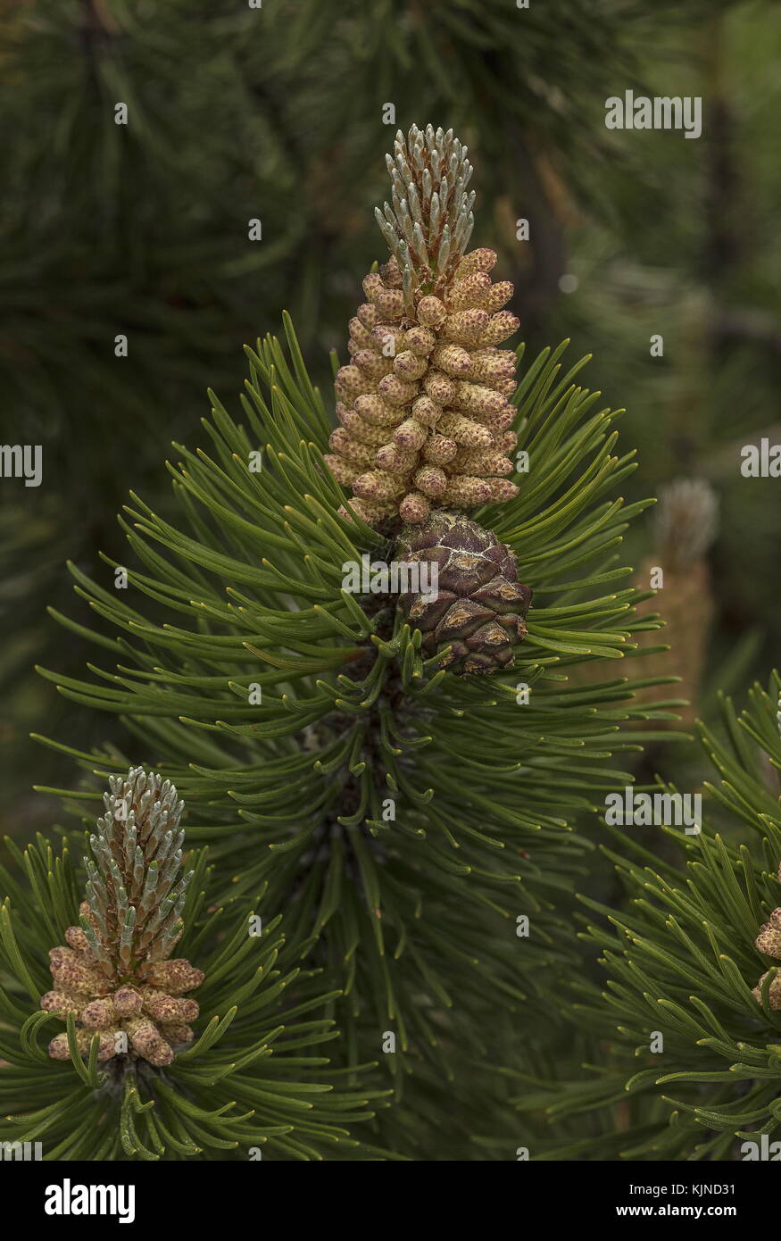 Mountain pine, Pinus mugo, with male flowers and female cones, Swiss Alps. Stock Photo