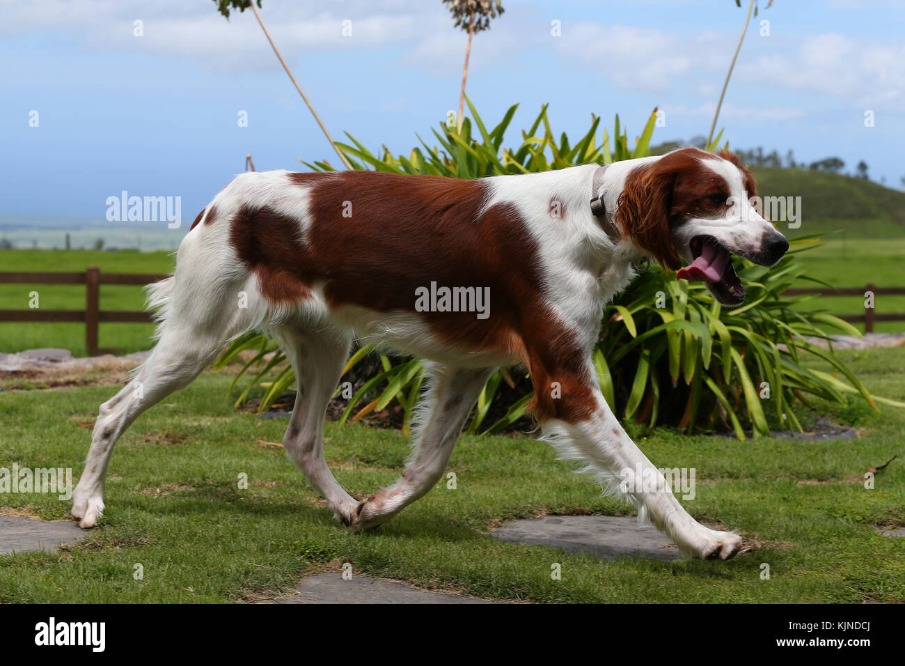 Setter Irish Red White Irish Setter Irish Red White Setter Stock