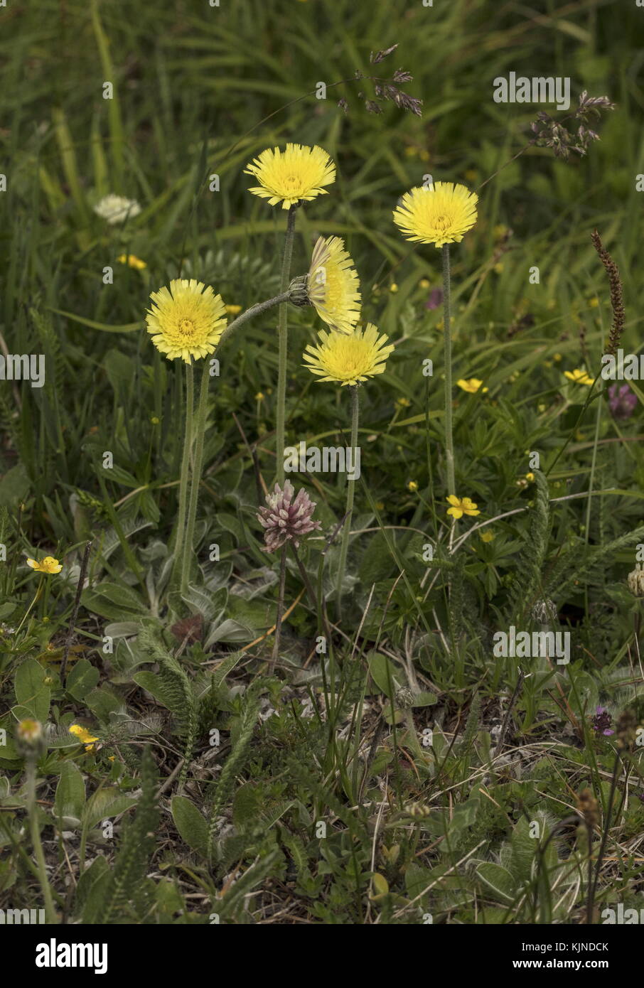 A mouse ear hawkweed Hieracium hoppeanum in flower in the Swiss Alps. Stock Photo