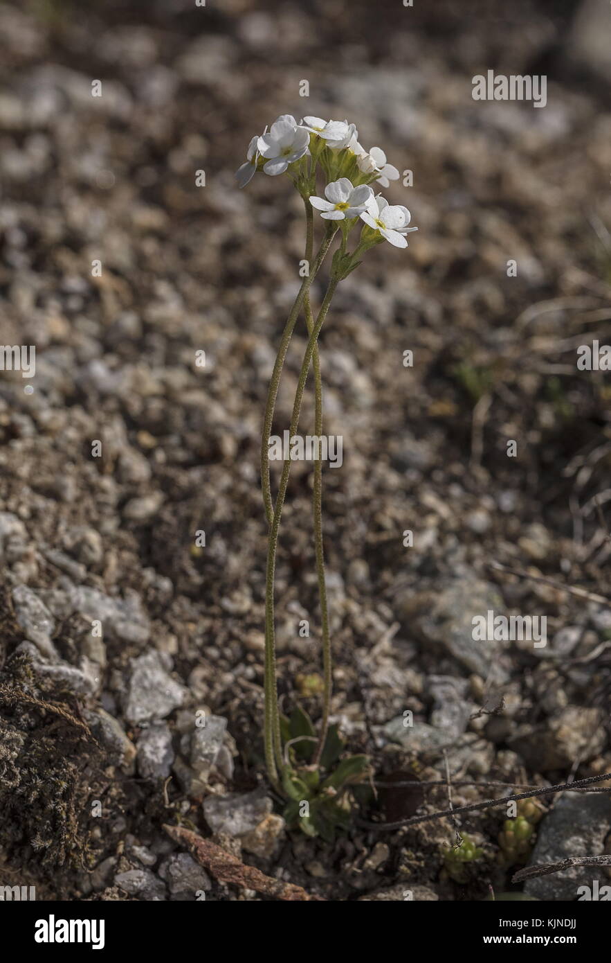 Blunt-leaved Rock Jasmine, Androsace obtusifolia, in flower in the high alps. Stock Photo