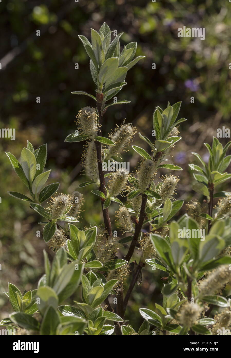 Swiss Willow, Salix helvetica, with male catkins. Swiss Alps. Stock Photo