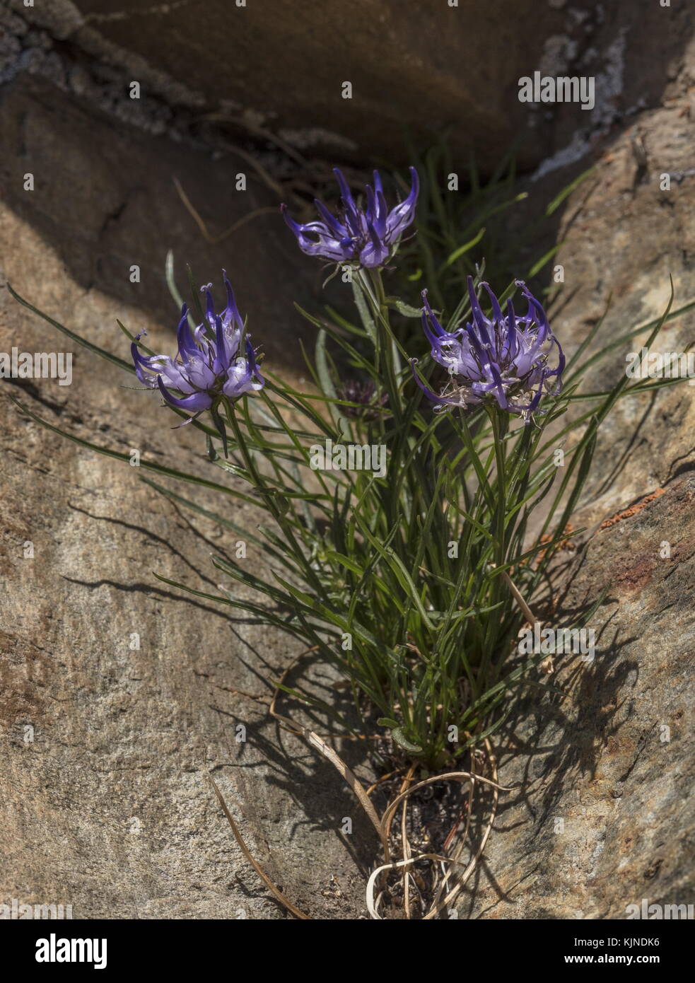 Globe-headed Rampion, Phyteuma hemisphaerica in flower in acid rock crevice, Swiss Alps. Stock Photo