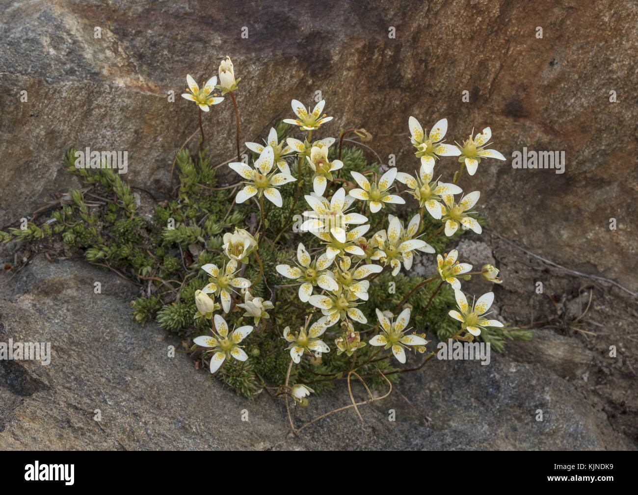 Mossy Saxifrage, Saxifraga bryoides, in flower in rock crevice, Swiss Alps. Stock Photo