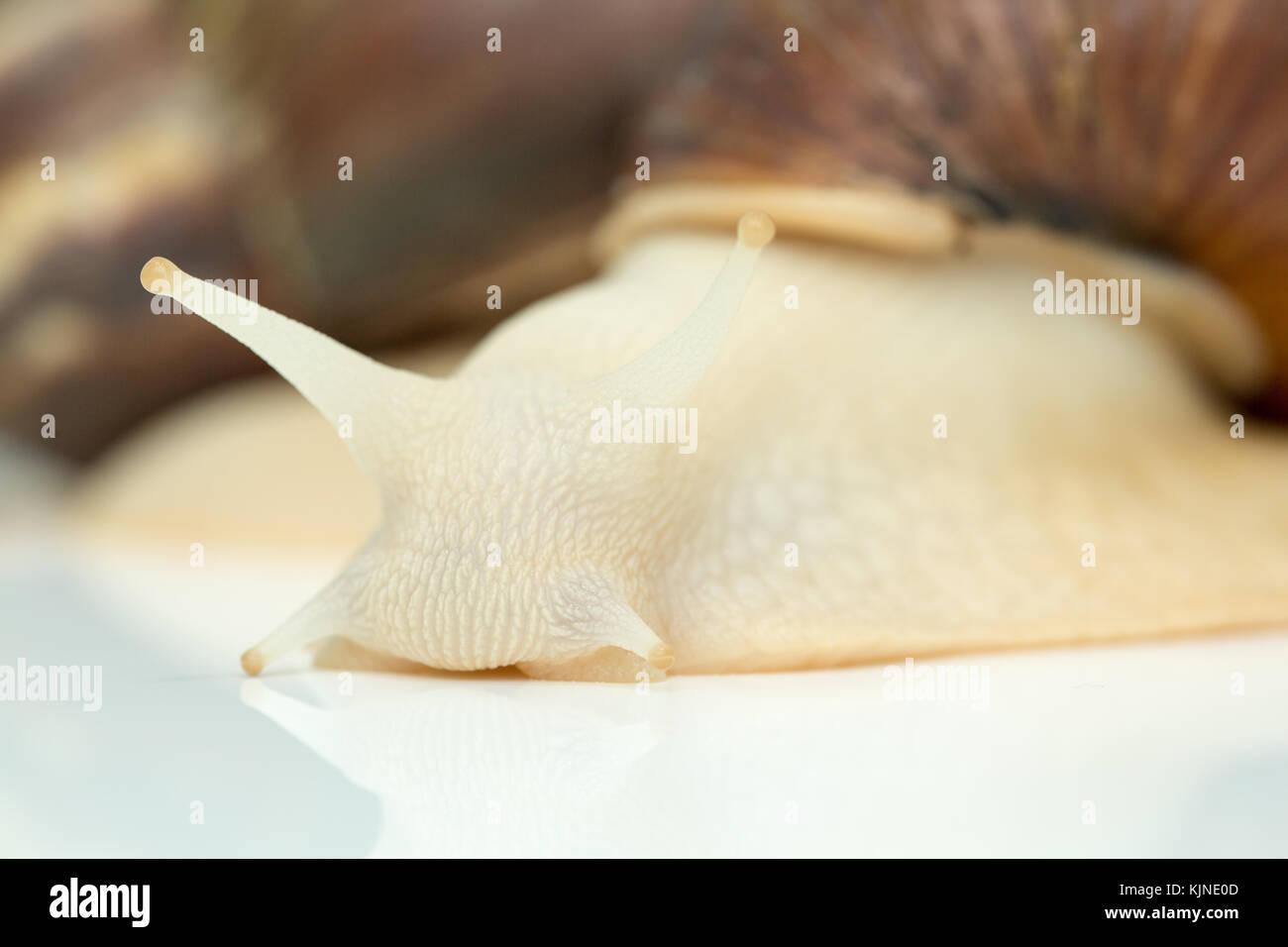 Giant snail Achatina is the largest land mollusk on Earth Stock Photo