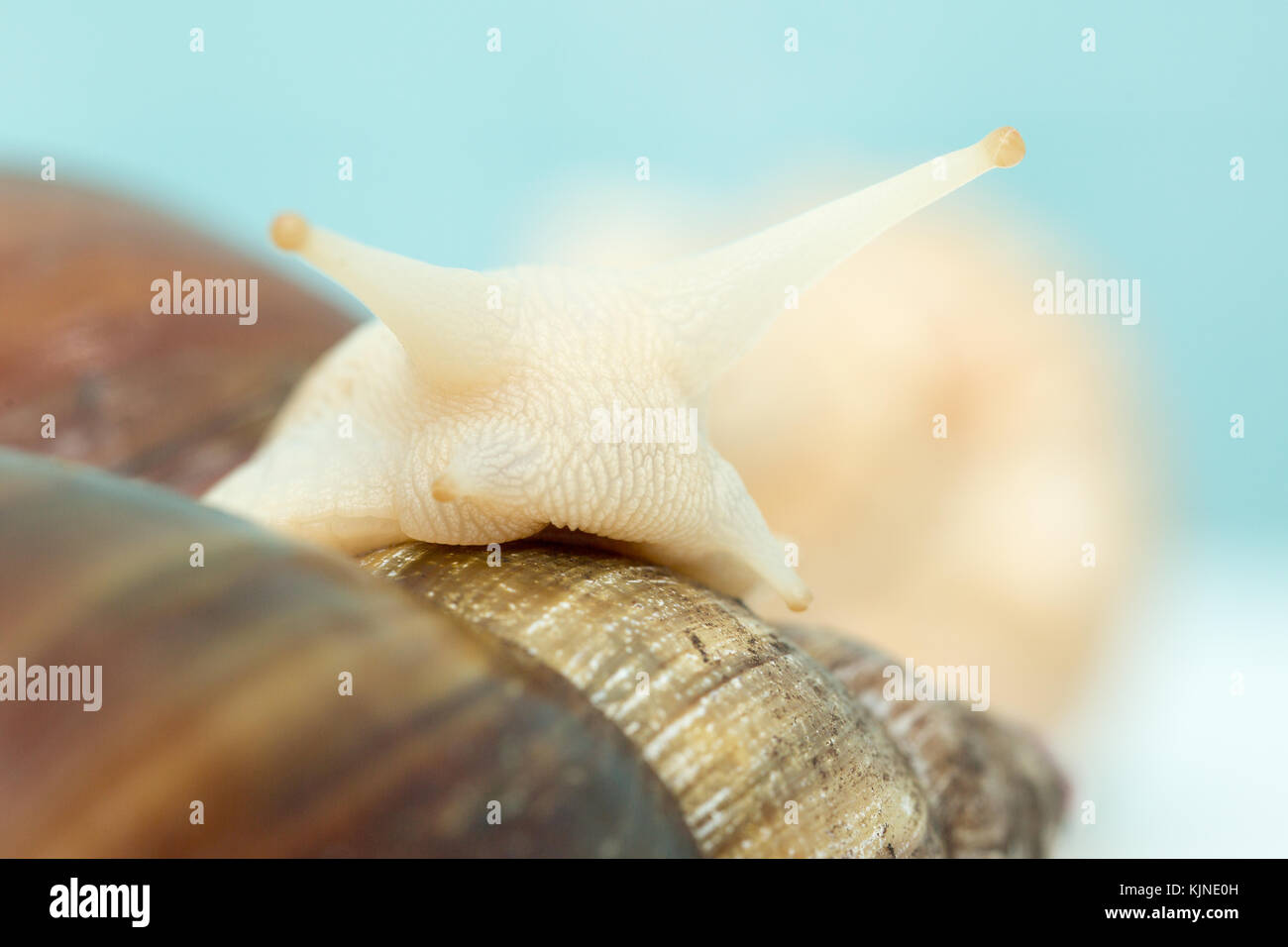 Giant snail Achatina is the largest land mollusk on Earth Stock Photo