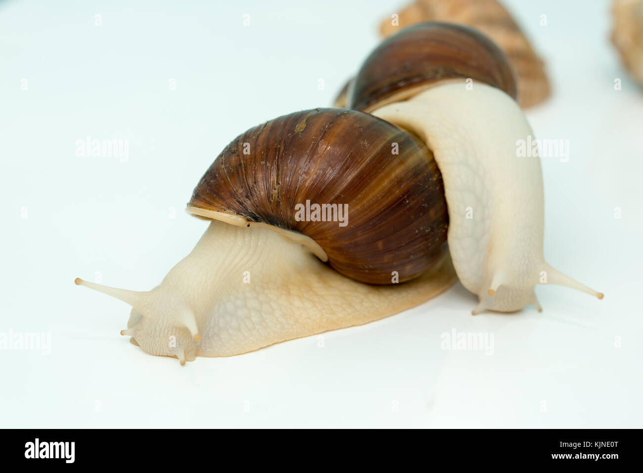 Giant snail Achatina is the largest land mollusk on Earth Stock Photo