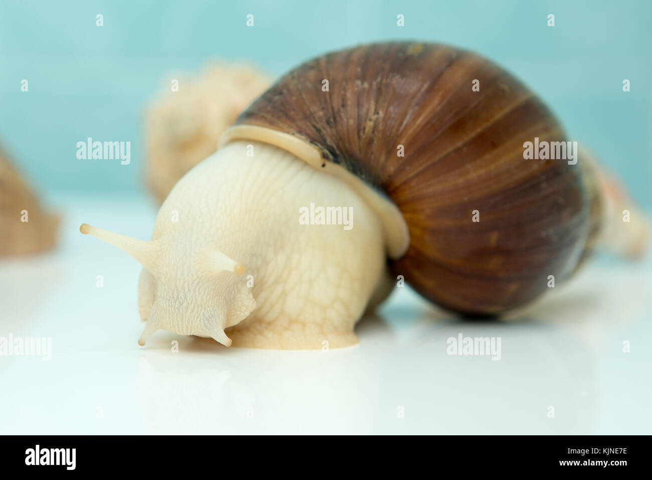 Giant snail Achatina is the largest land mollusk on Earth Stock Photo