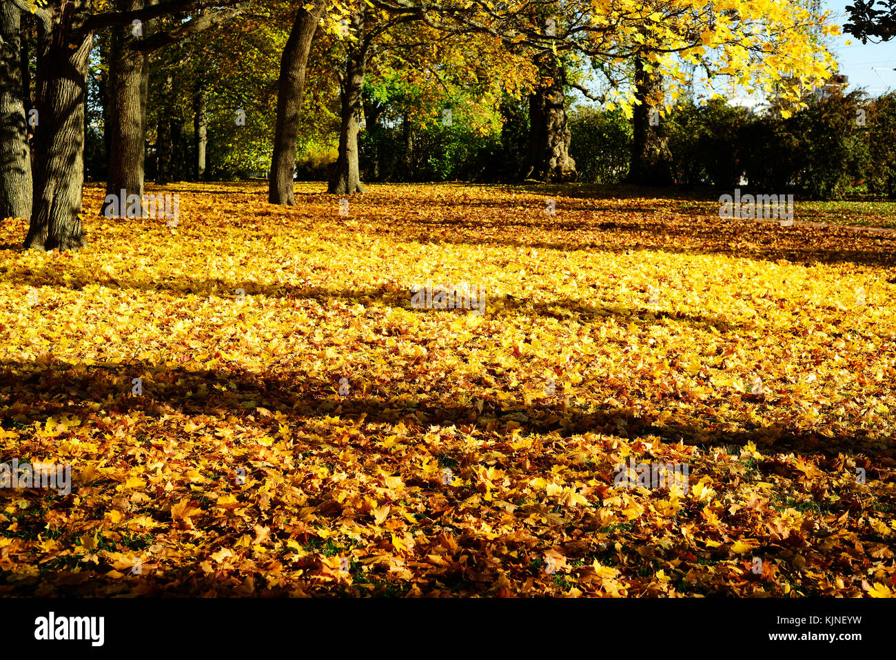 yellow leaves in autumn in the park on a sunny afternoon Stock Photo ...