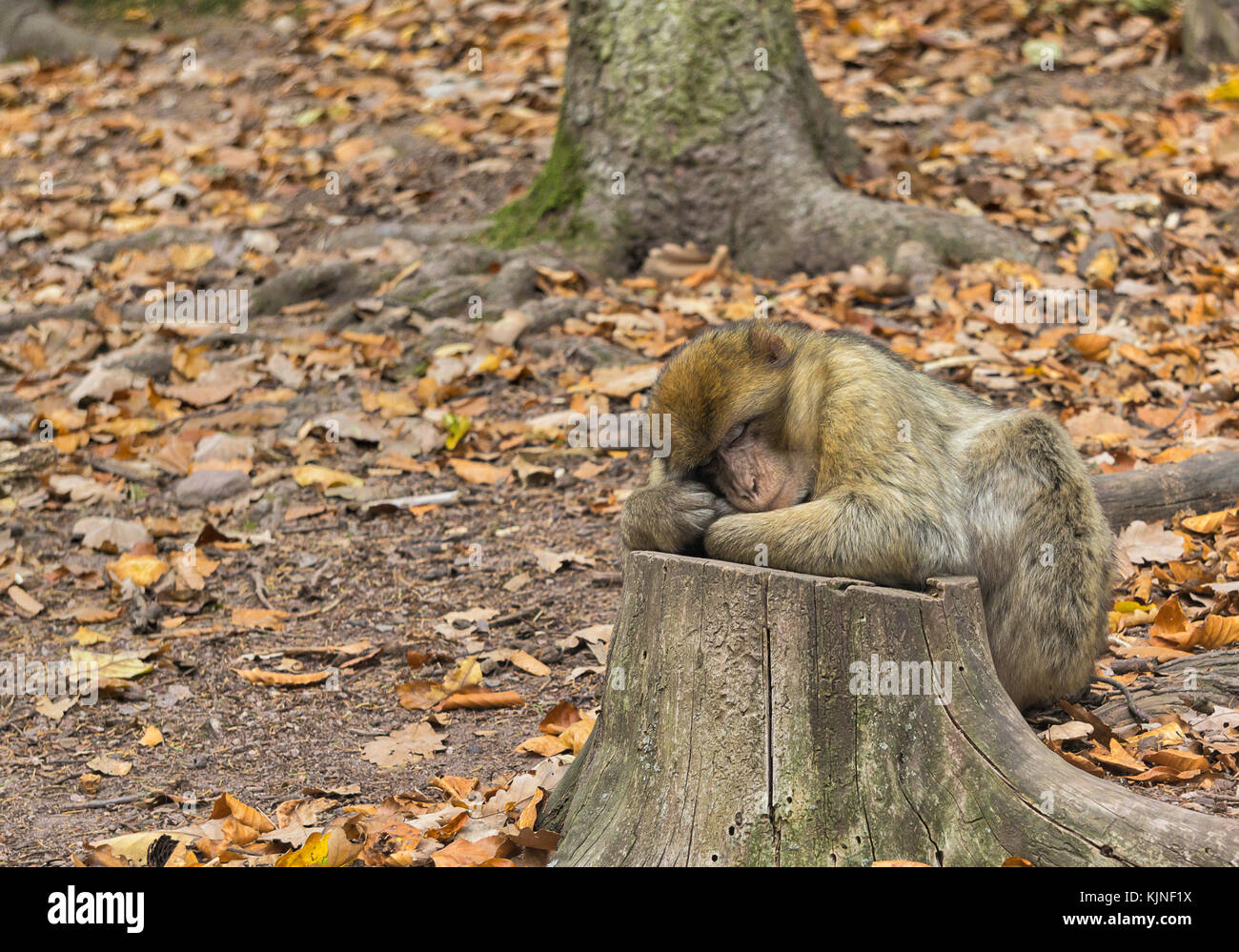 A cute monkey (barbary ape, macaca sylvanus) sleeping on a tree trunk in the forest in fall. Stock Photo