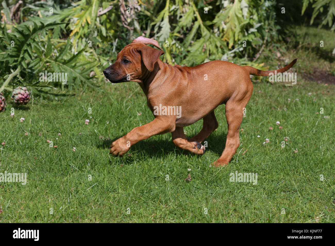 How Long Do 9 Week Old Puppies Sleep