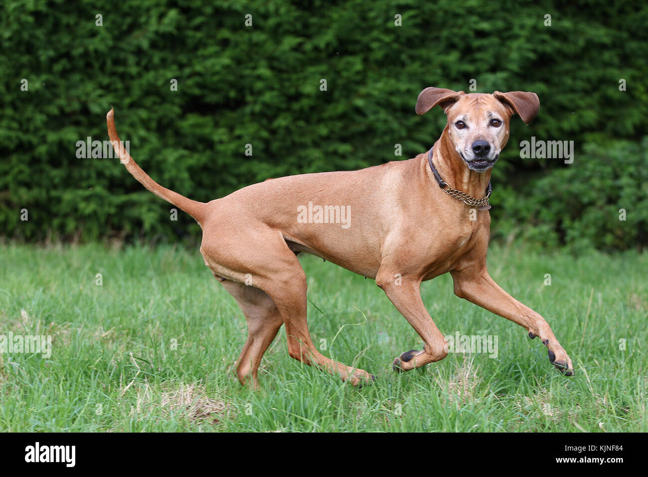 Rhodesian Ridgeback Lion Dog African Lion Hound running in long grass looking alert at camera