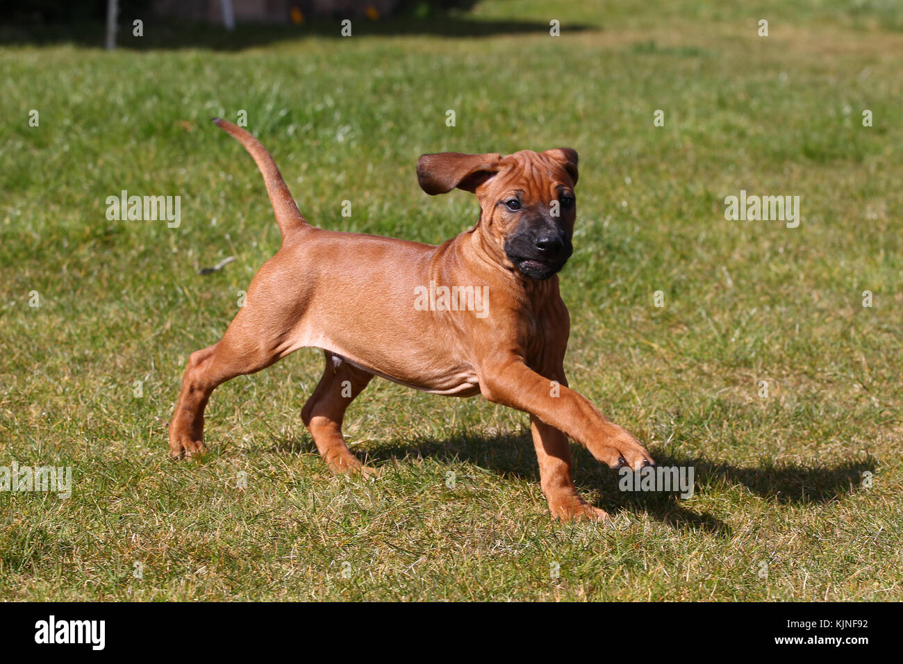 Rhodesian Ridgeback Lion Dog African Lion Hound 8 week old puppy running on grass with ears flying and tail in air Stock Photo