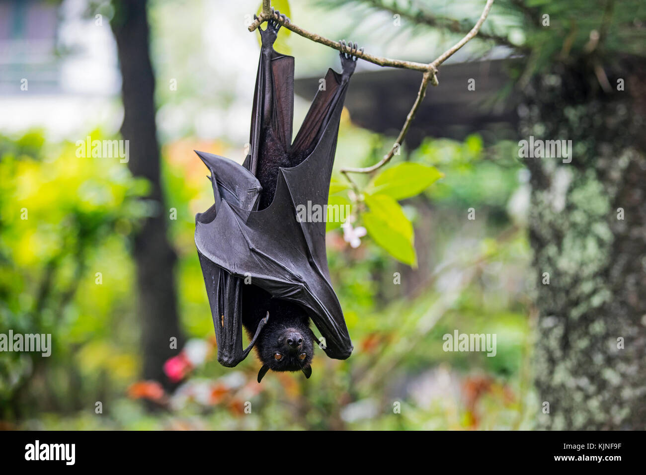 Large Flying Fox Large Fruit Bat Kalang Kalong Pteropus Vampyrus Hanging In Tree Indonesia Stock Photo Alamy