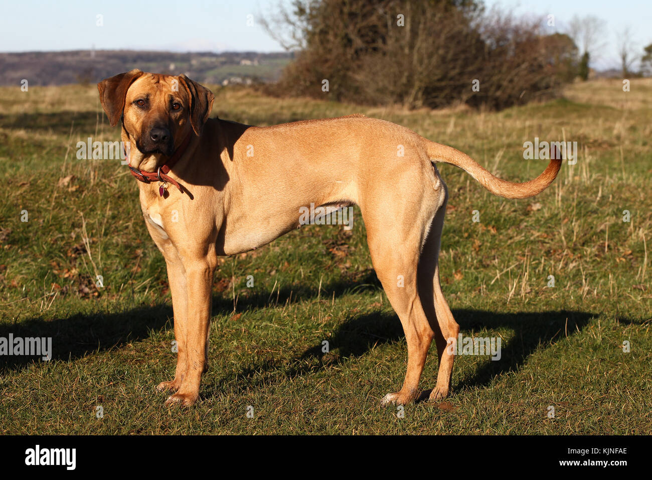 Standing with the camera hi-res stock photography and images - Alamy
