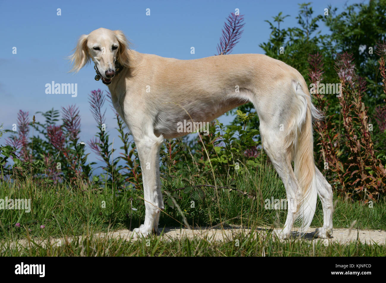 Persian Gazelle High Resolution Stock Photography and Images - Alamy