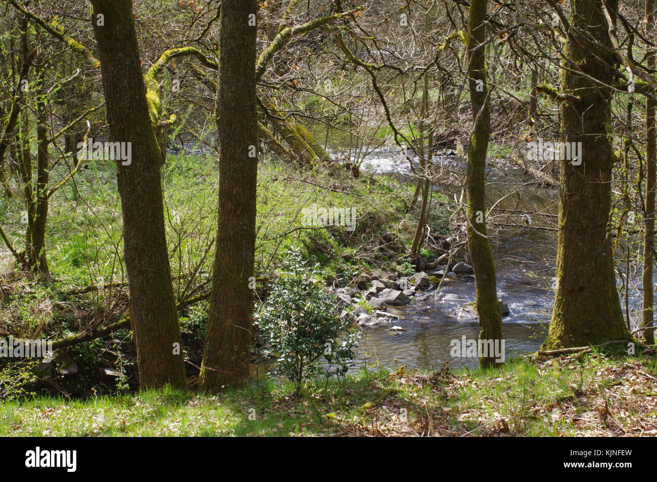 Rivulet during Spring Time Stock Photo - Alamy
