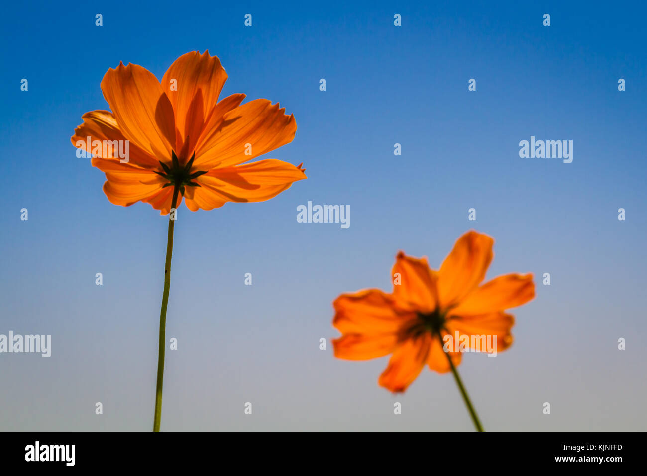 flowers with blue sky Stock Photo Alamy