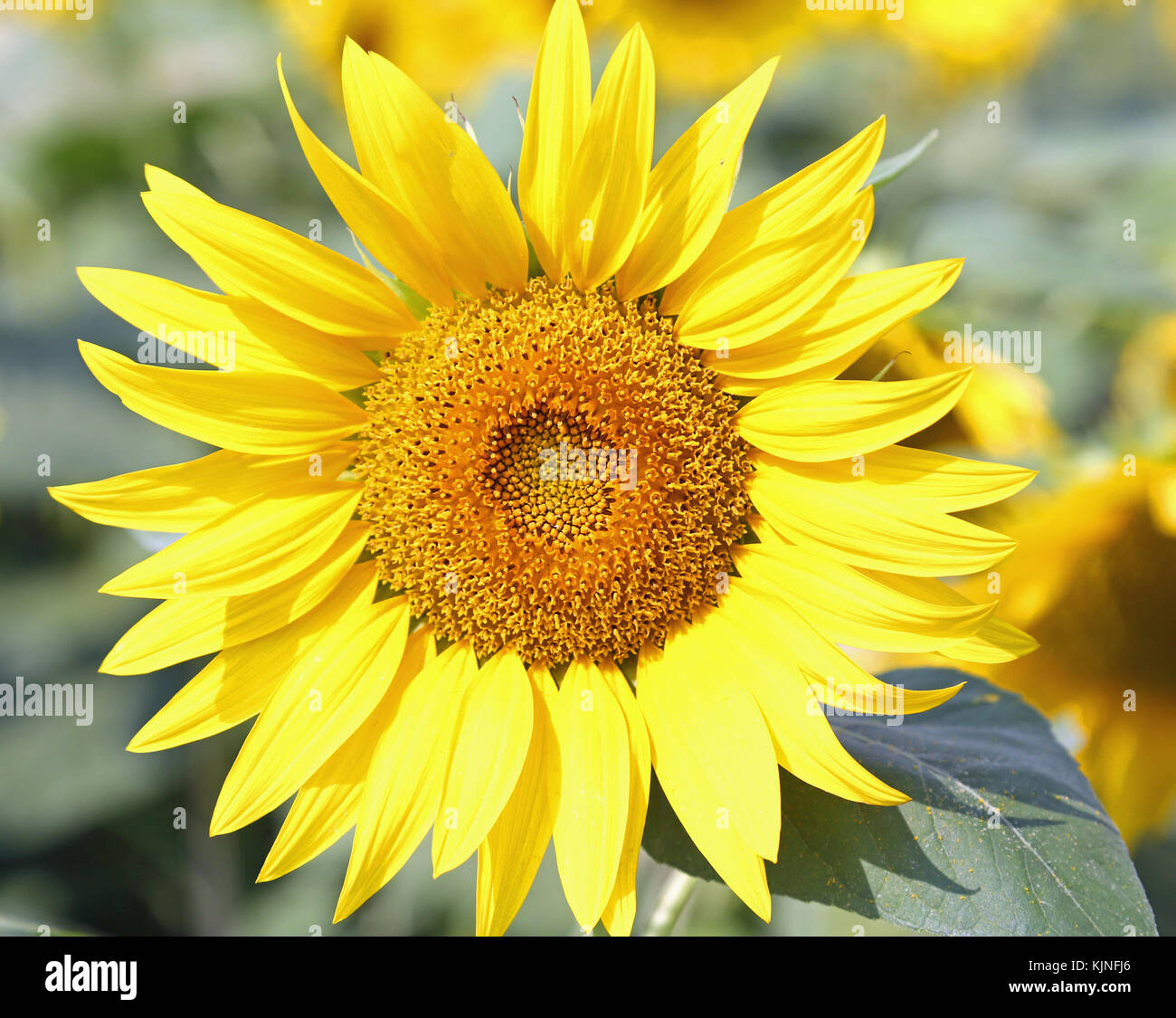 big yellow sunflower bloom blossomed in summer Stock Photo