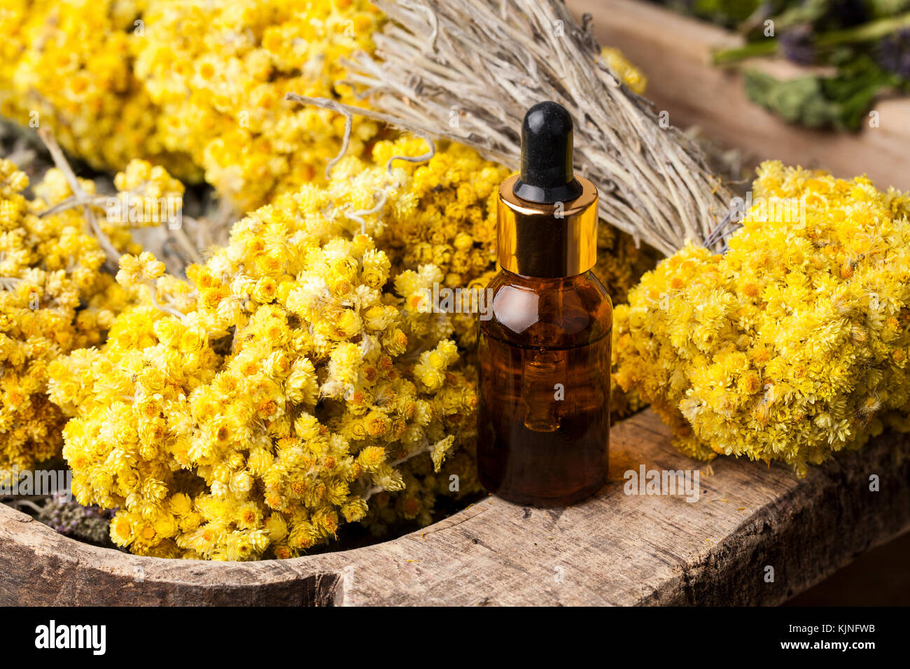 Dwarf everlast (Helichrysum arenarium) flowers and aroma oil Stock Photo