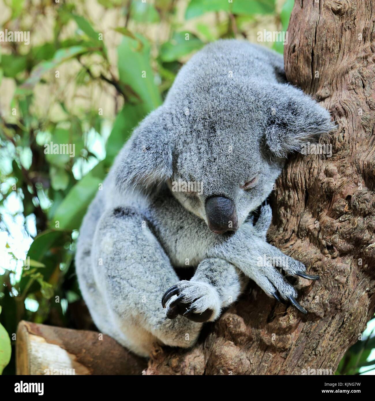 Lazy koala hi-res stock photography and images - Alamy