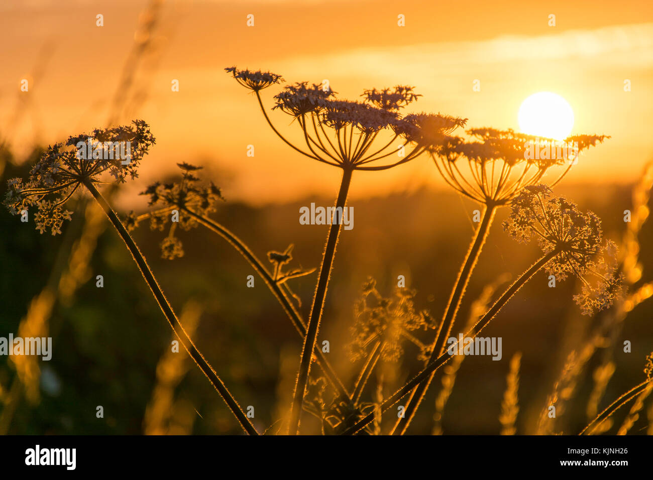 silhouette of cow parsley seed head at sunset Stock Photo
