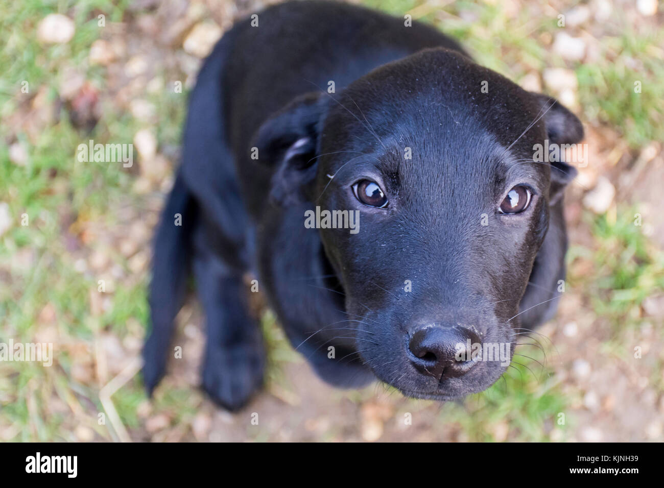 10 week old black lab puppy