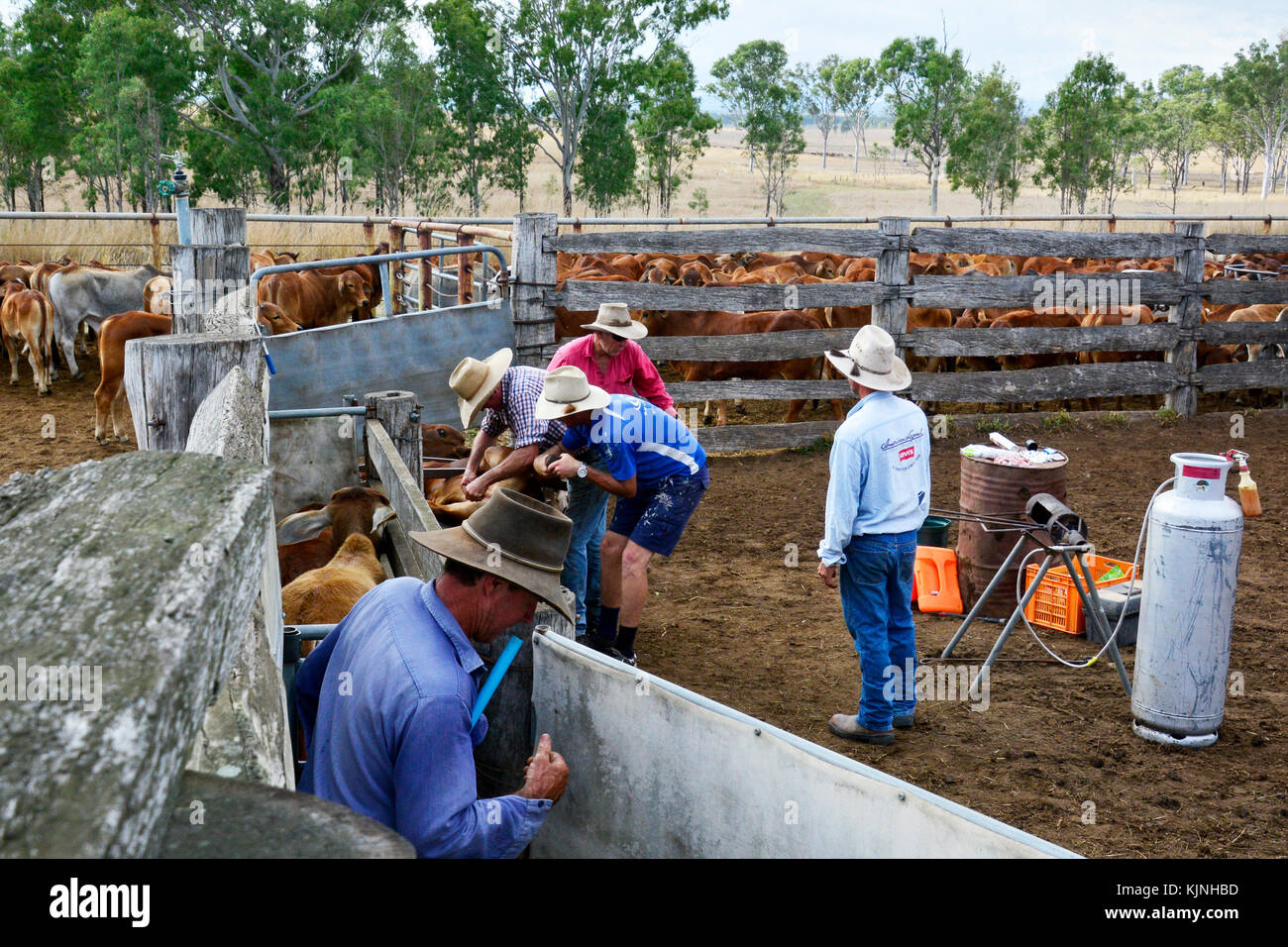 Australian Cattle Station High Resolution Stock Photography and Images