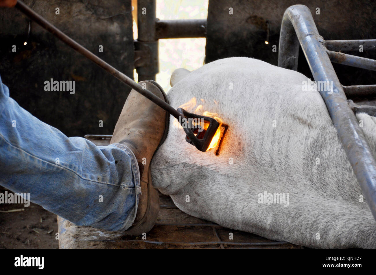 Branding Cow Stock Photos & Branding Cow Stock Images Alamy