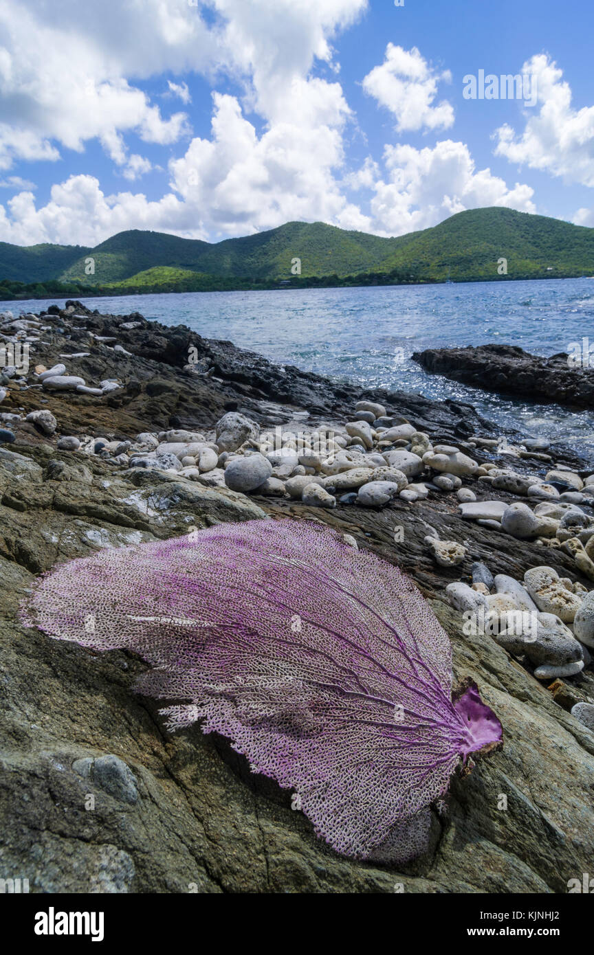 Coral fan washed ashore on Henley Cay, St. John, US Virgin Islands Stock  Photo - Alamy