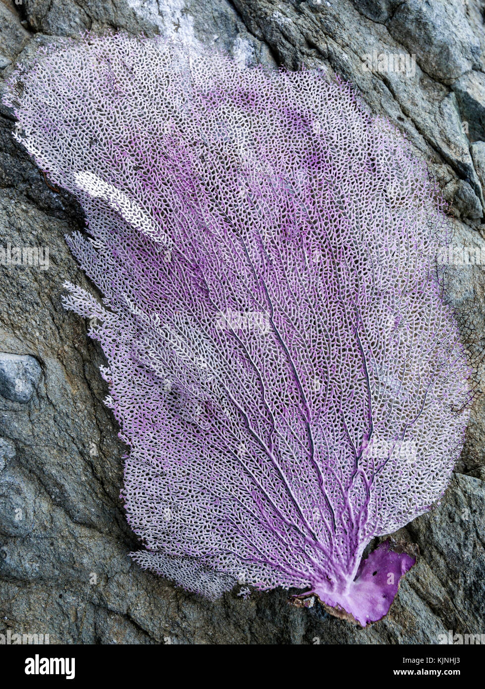 Coral fan washed ashore on Henley Cay, St. John, US Virgin Islands Stock  Photo - Alamy