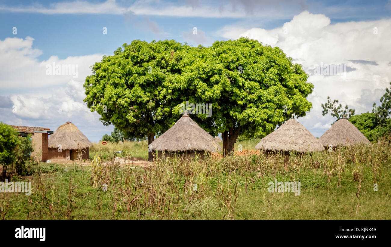 Typical Uganda huts. Most of the inhabitants live in thatched huts with mud and wattle walls. During the rainy season it is a very difficult task to k Stock Photo