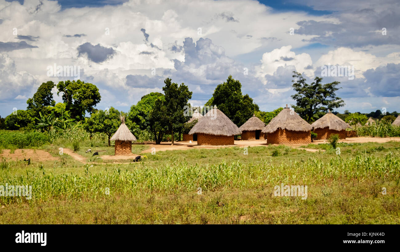 Typical Uganda huts. Most of the inhabitants live in thatched huts with mud and wattle walls. During the rainy season it is a very difficult task to k Stock Photo