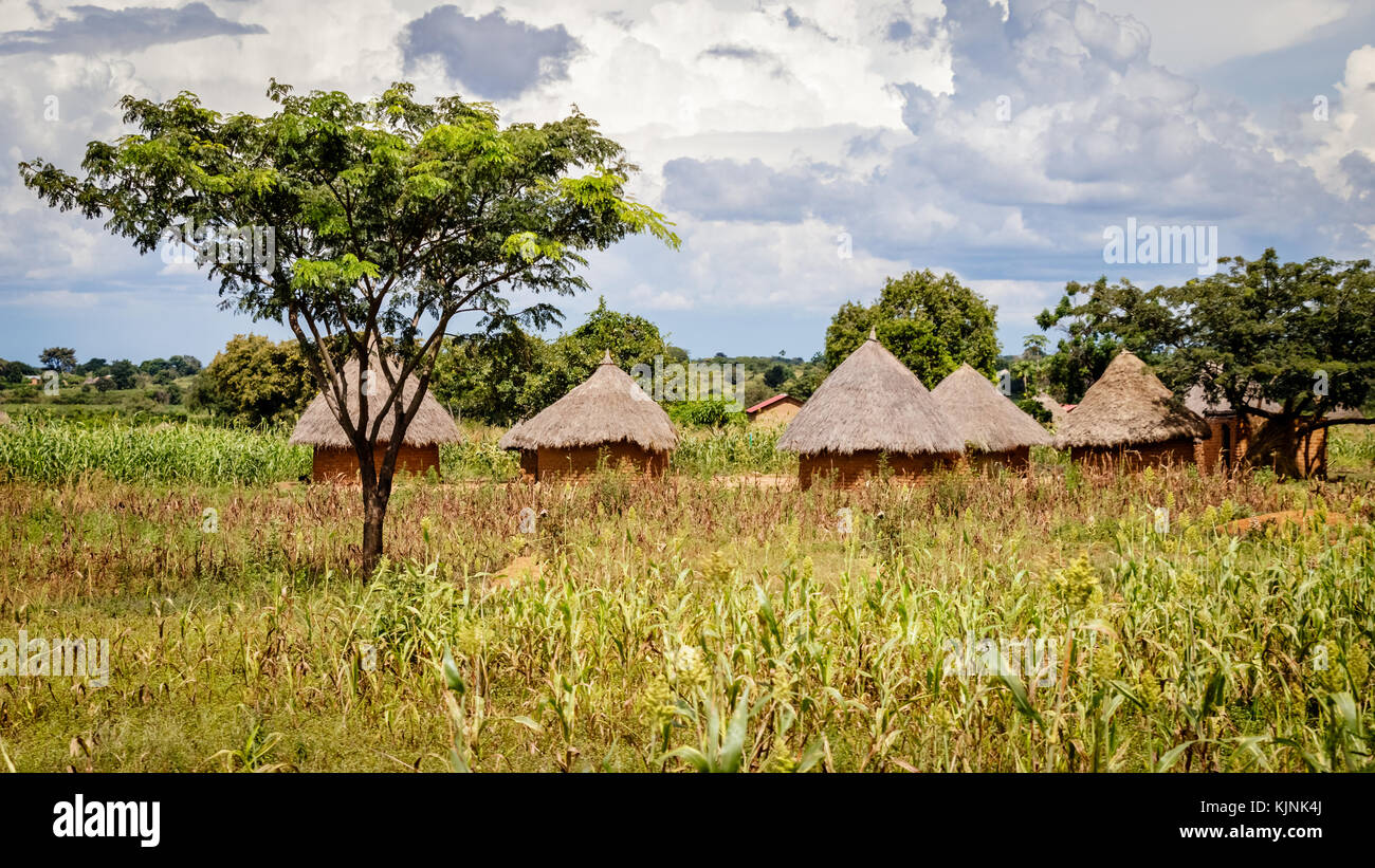 Typical Uganda huts. Most of the inhabitants live in thatched huts with mud and wattle walls. During the rainy season it is a very difficult task to k Stock Photo