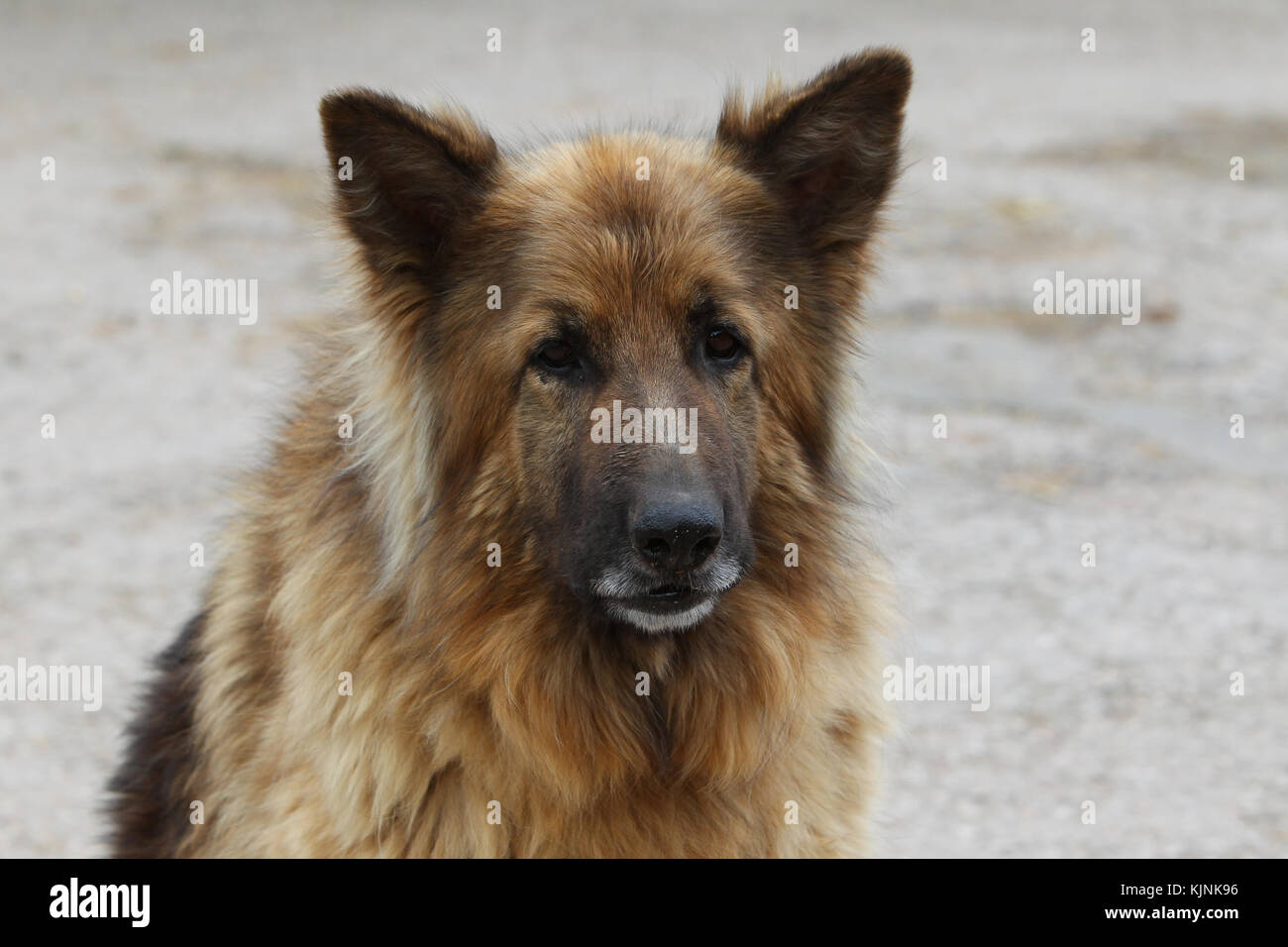 Shepherd German Long Haired Long Haired German Shepherd Long