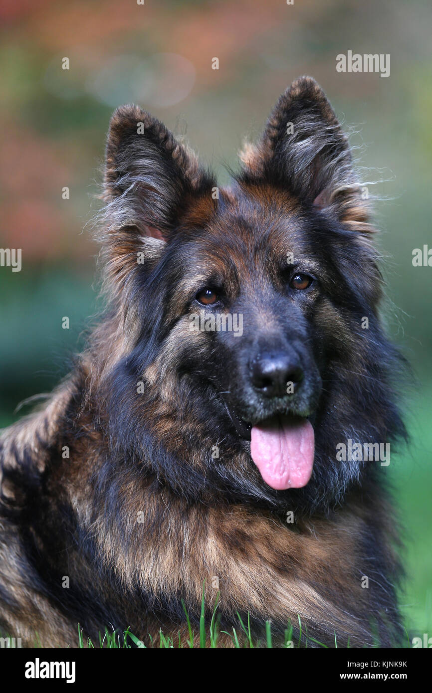 biggest german shepherd breed
