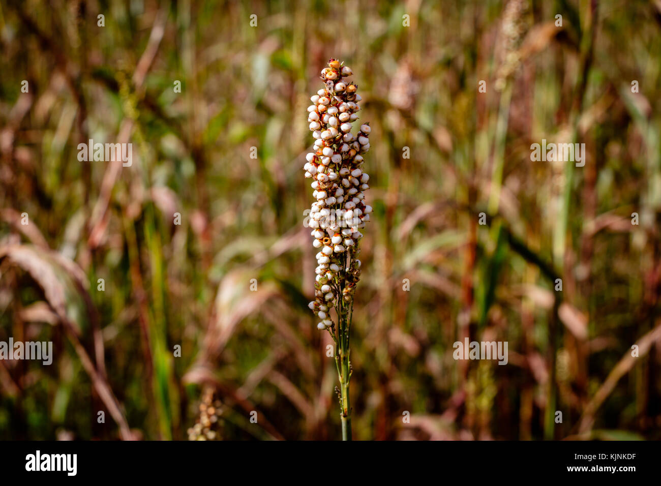 Close up of a Sorghum plant nearby Mbale in Uganda. Sorghum is a genus of flowering plants in the grass family Poaceae. Stock Photo