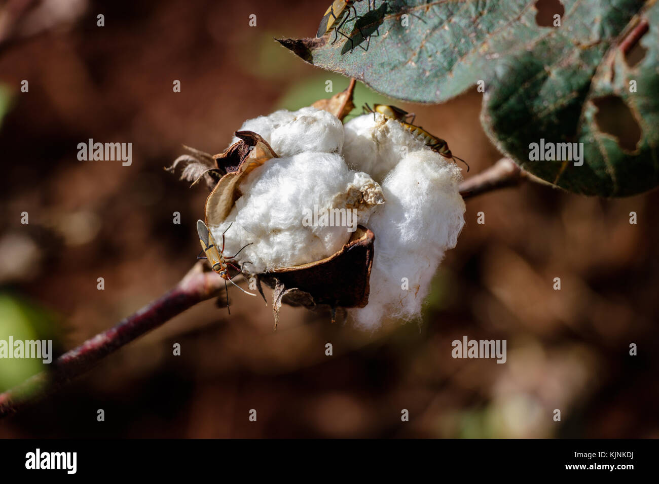Cotton ball in full bloom - agriculture farm crop image Stock Photo