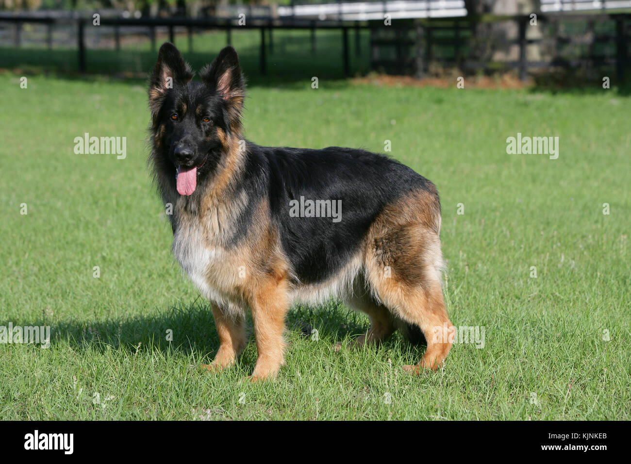 Long Haired Shepherd Dog Stock Photos Long Haired Shepherd Dog