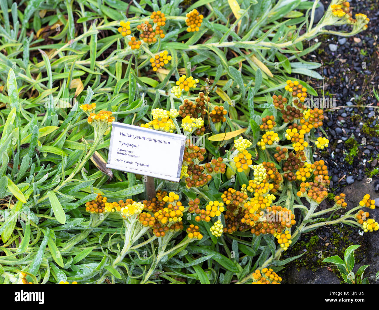 REYKJAVIC, ICELAND - SEPTEMBER 4, 2017: Helichrysum Compactum ( everlasting flower) plant in botanical garden in Laugardalur valley of Reykjavik city  Stock Photo