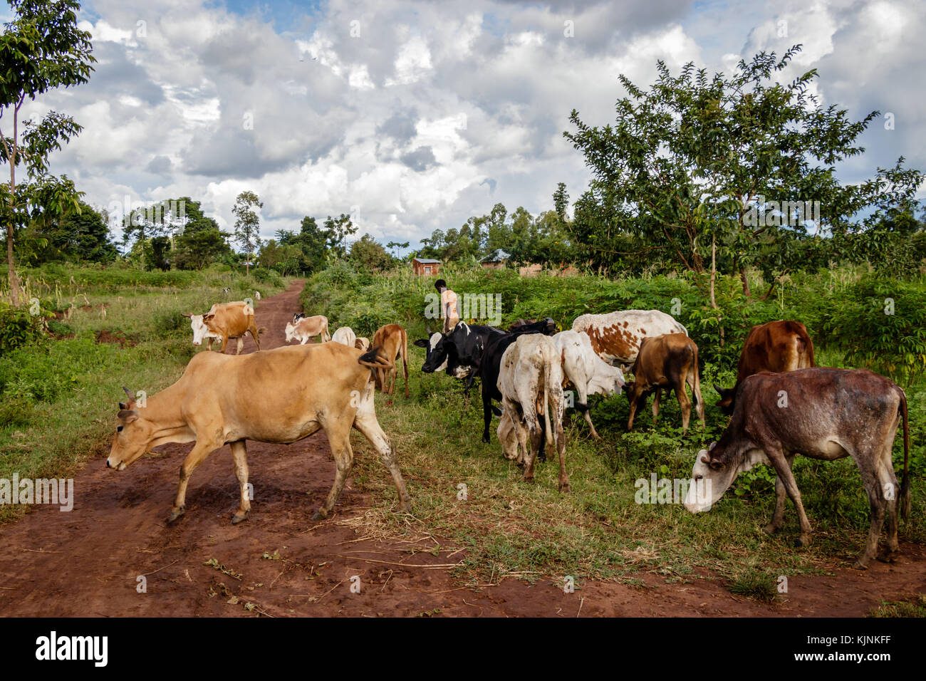 KOLONYI, UGANDA – NOVEMBER 05, 2017: A farmer letting his group of cows graze everywhere in the area nearby Mbale in Uganda. Stock Photo