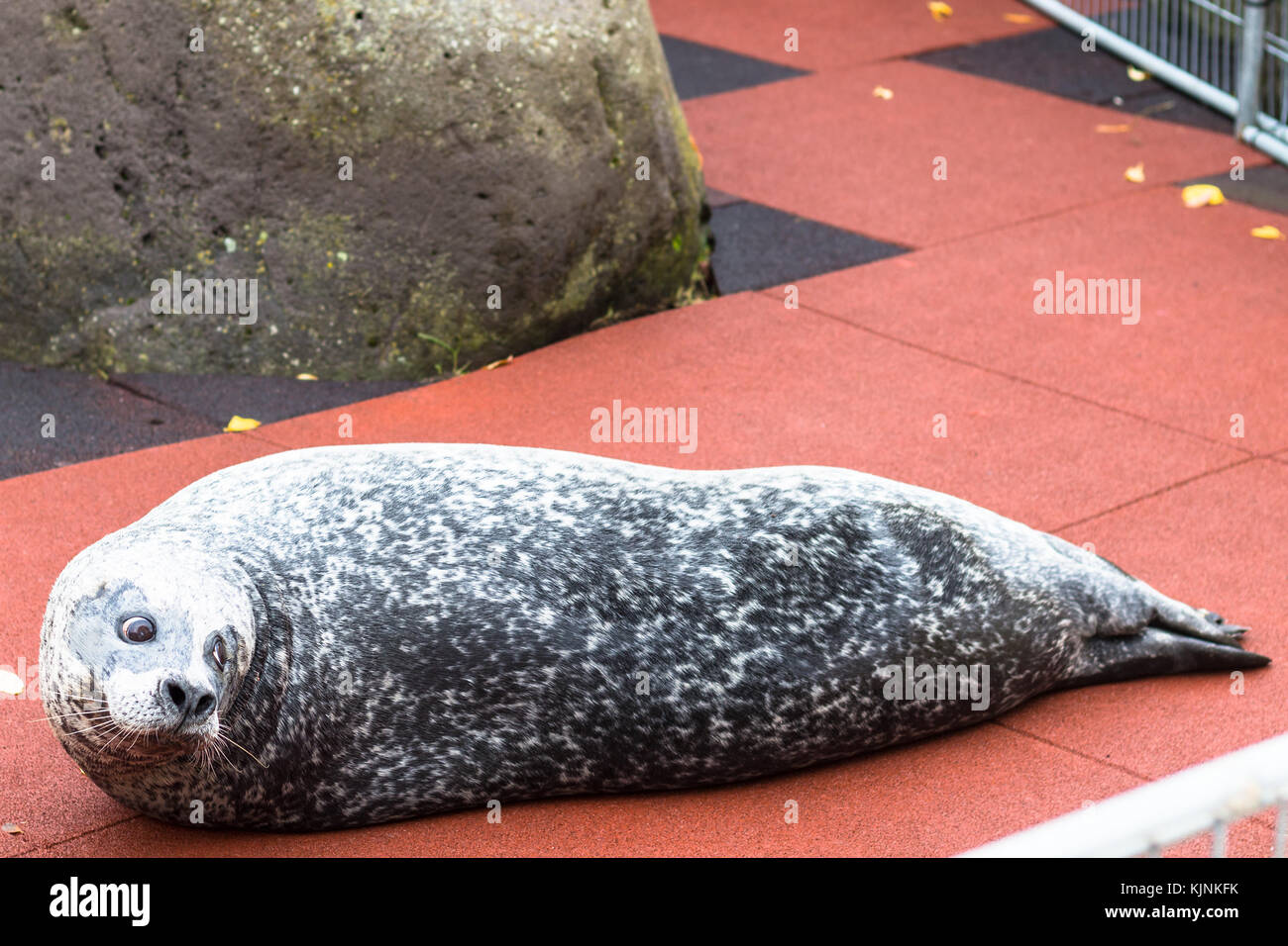 REYKJAVIC, ICELAND - SEPTEMBER 4, 2017: seal in the Family park and Zoo in Laugardalur valley ( Hot Spring valley) of Reykjavik city in autumn. Reykja Stock Photo